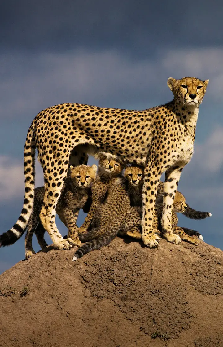 1-Day Tsavo East or West Safari 