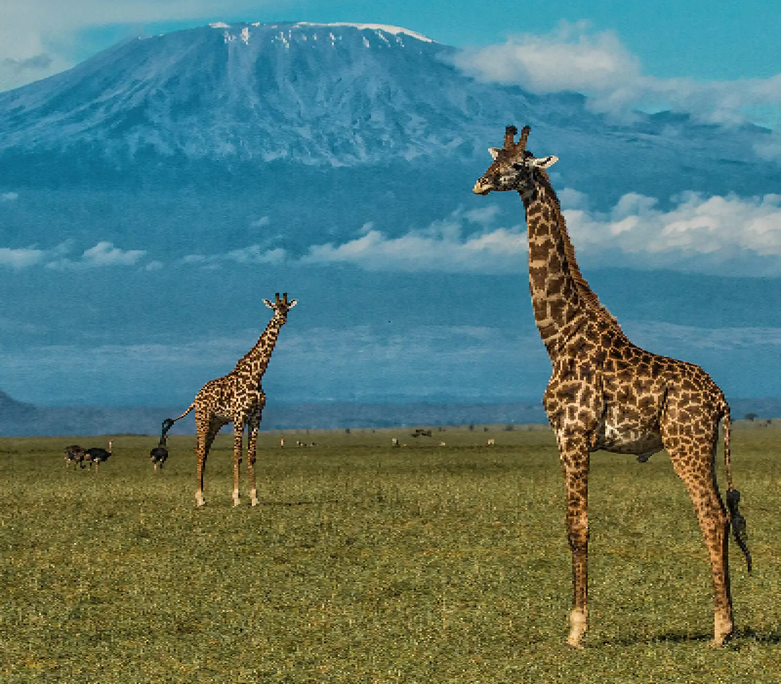 1-Day Tsavo East or West Safari