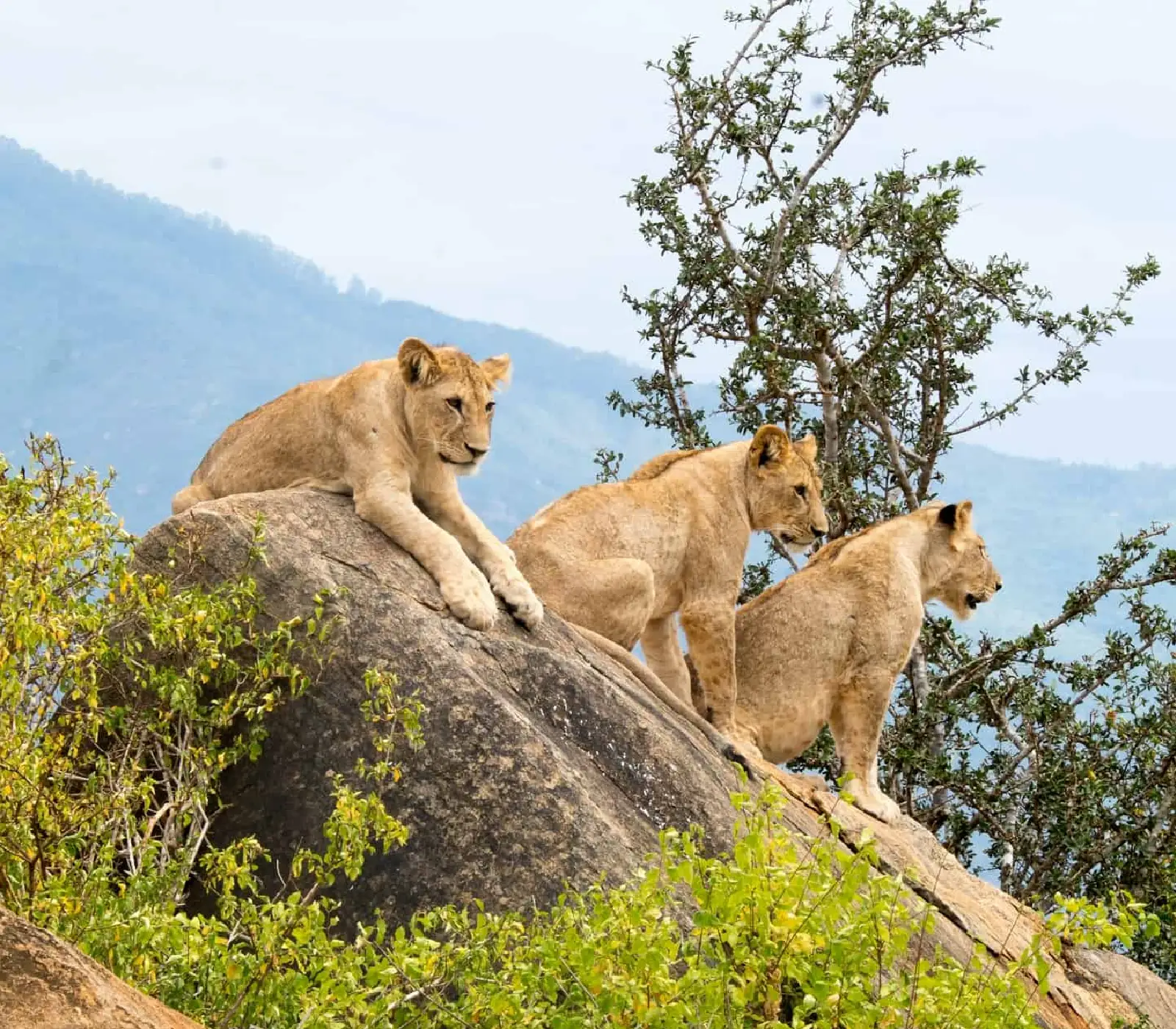 1-Day Tsavo East or West Safari