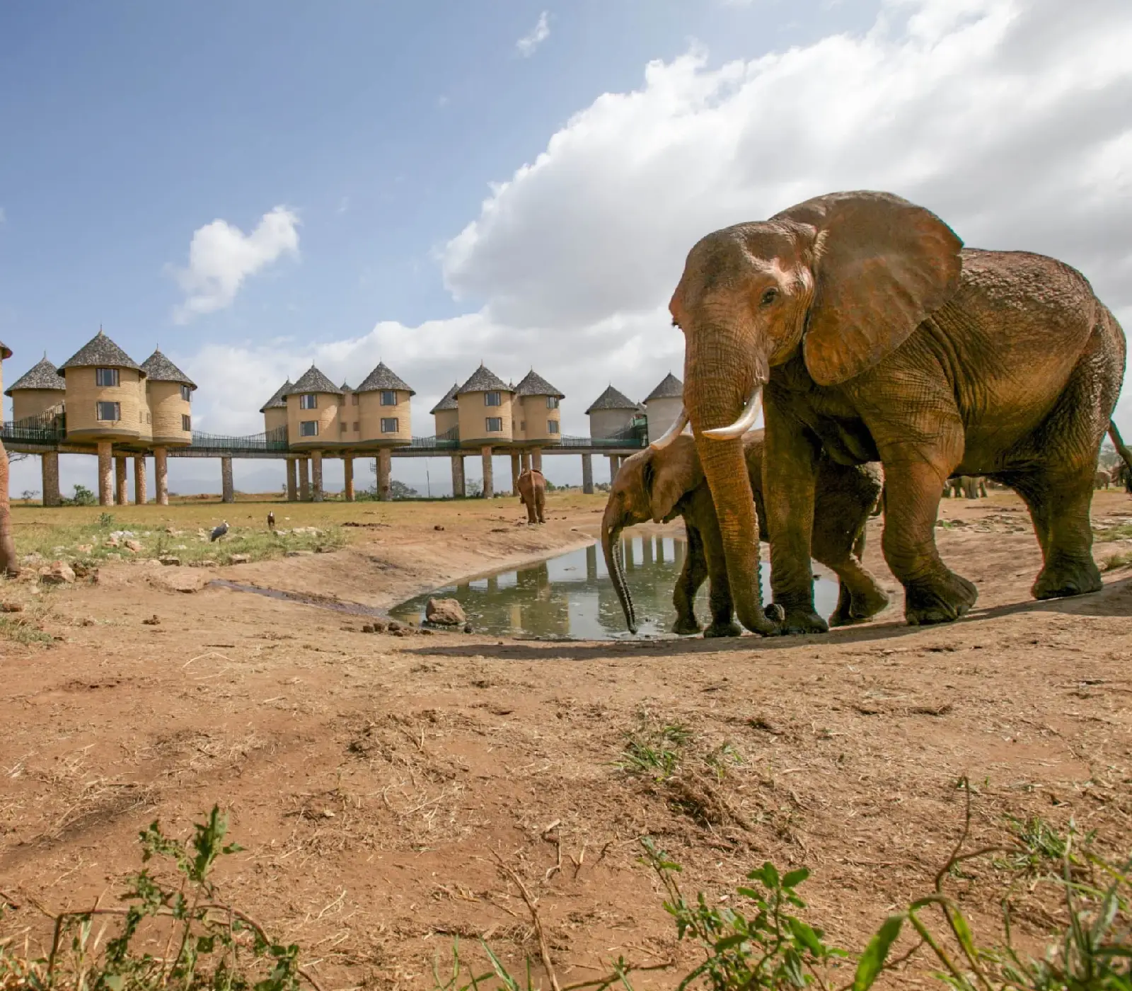 1-Day Tsavo East or West Safari