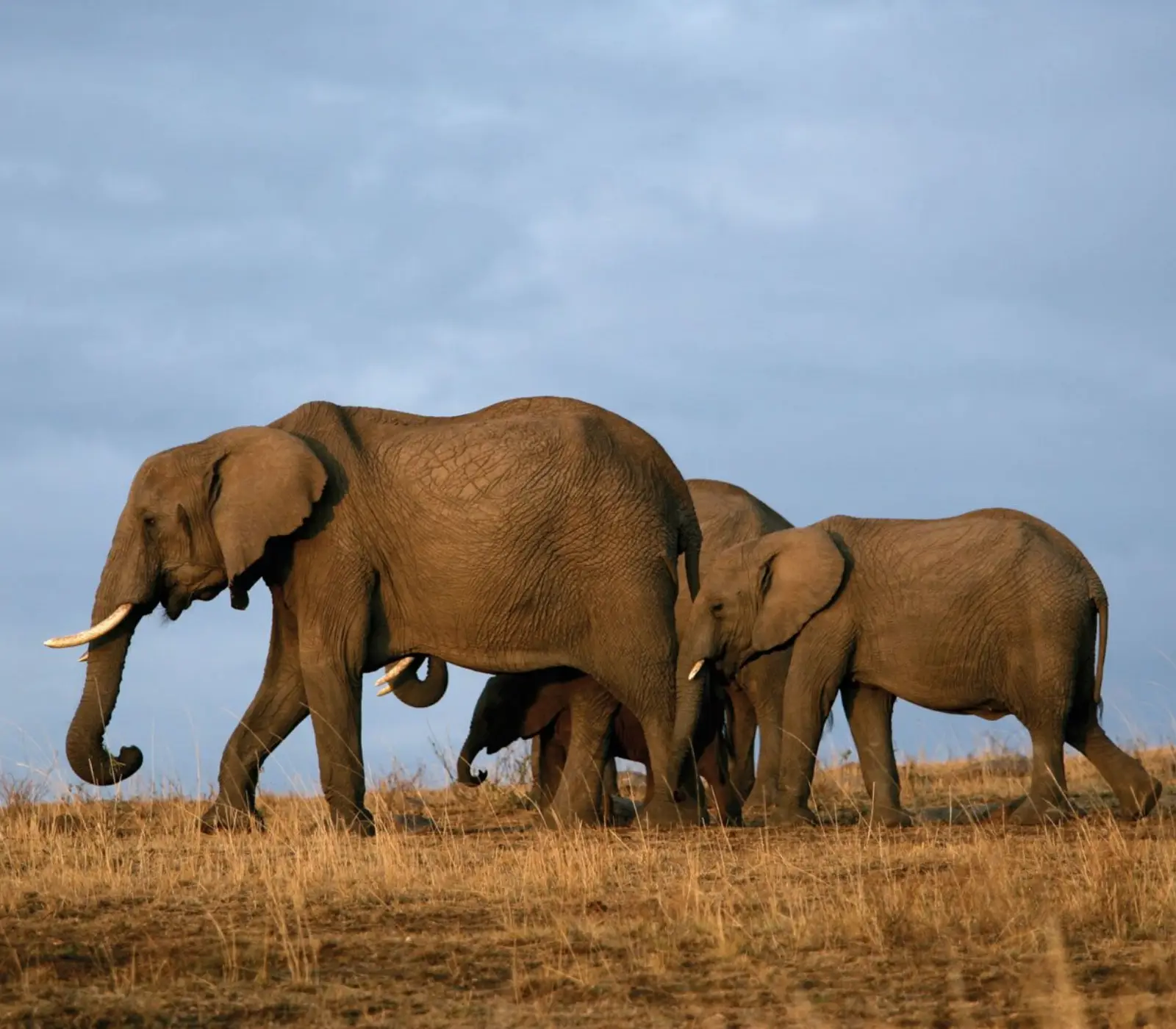 1-Day Tsavo East or West Safari