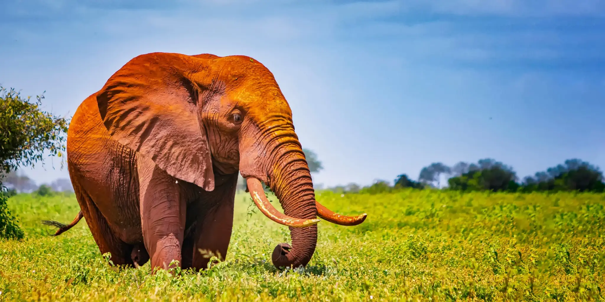 1-Day Tsavo East or West Safari 