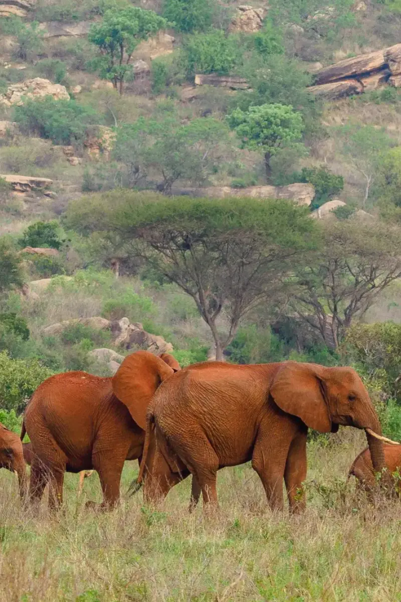 1-Day Tsavo East or West Safari