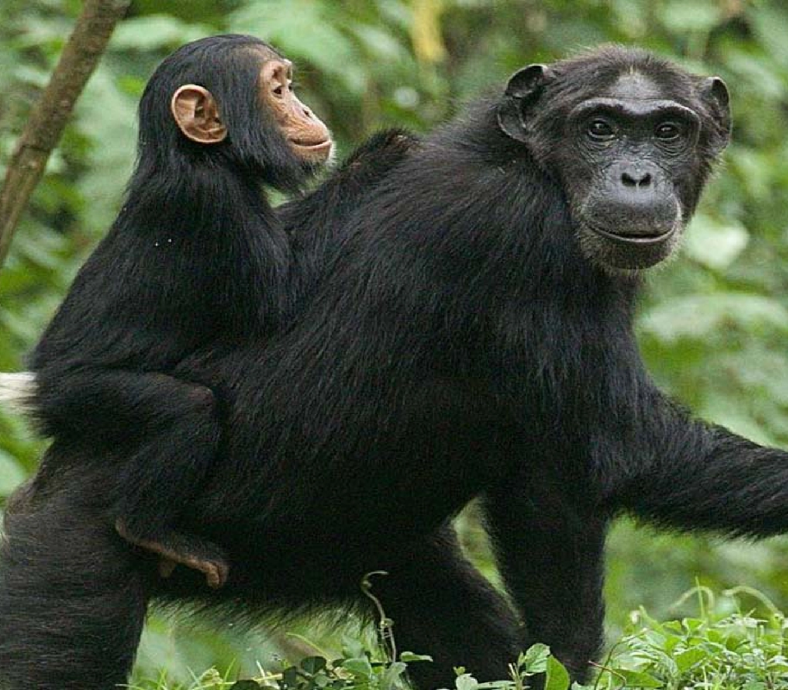 10 Days Classic Rwanda Primates Safari  Attractions