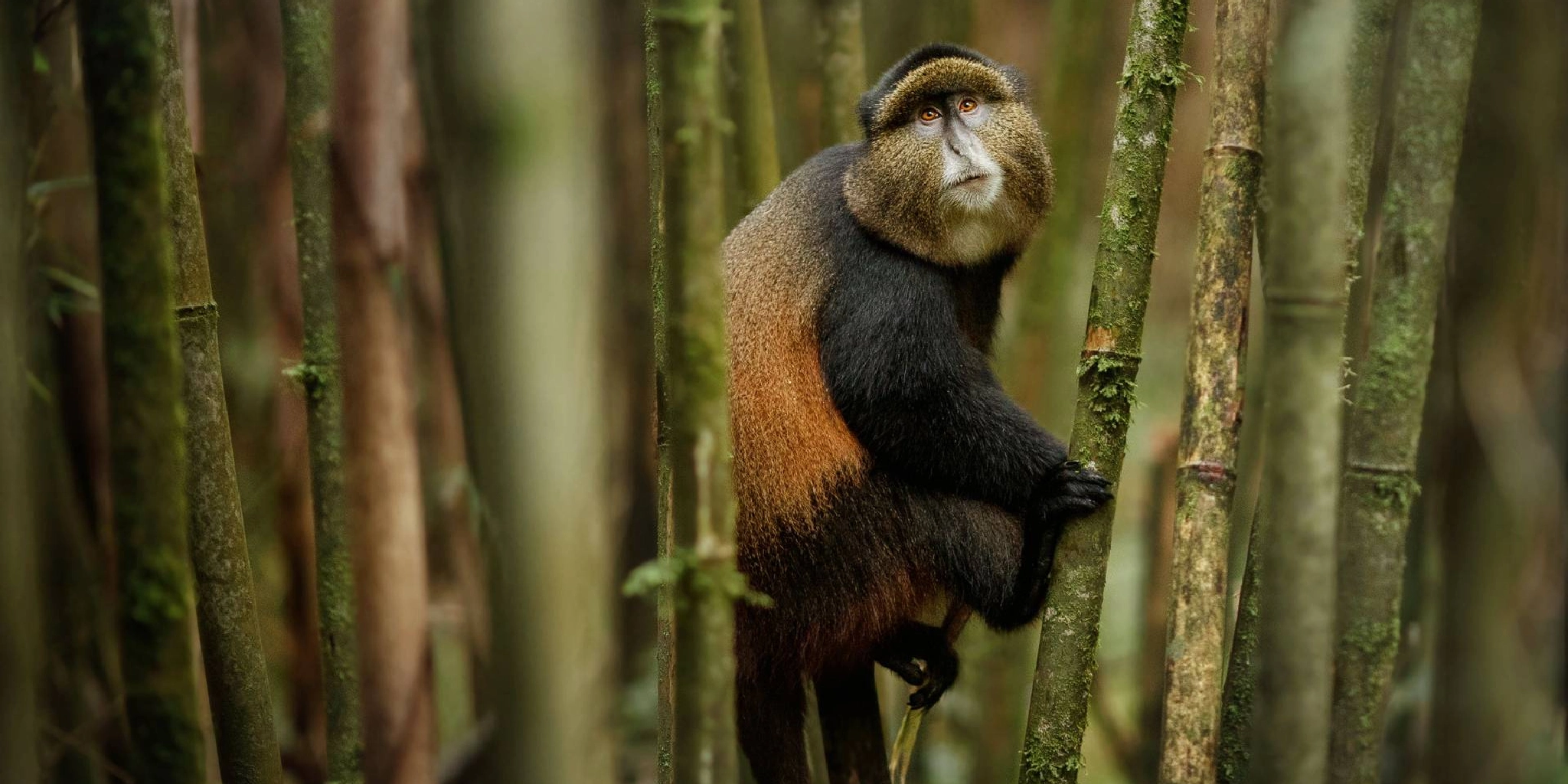 10 Days Classic Rwanda Primates Safari 