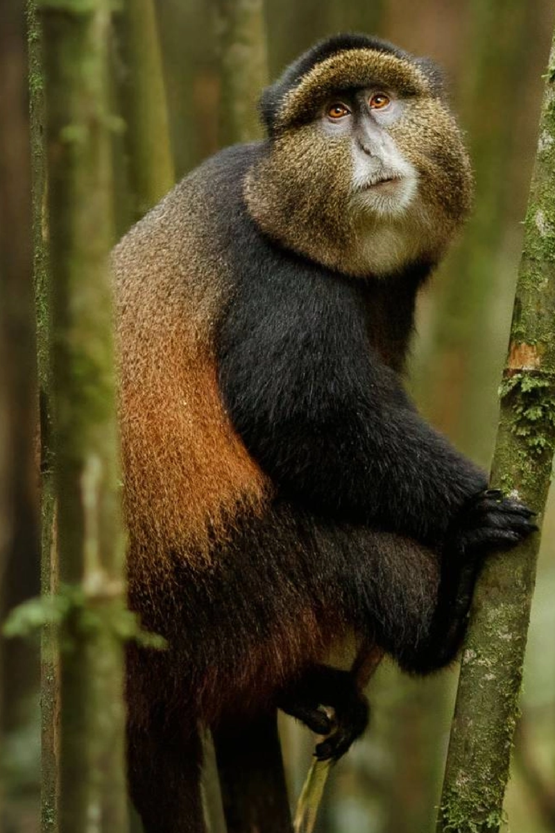 10 Days Classic Rwanda Primates Safari