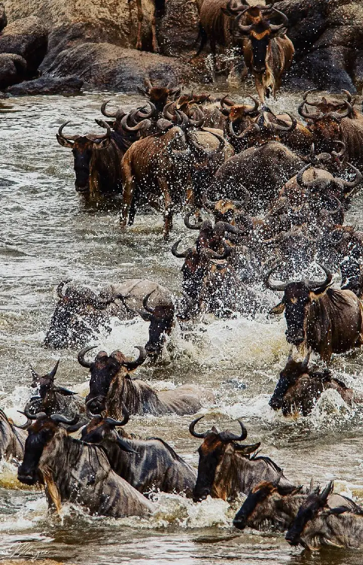 10 Days Serengeti Wildebeest Migration Safari wildlife