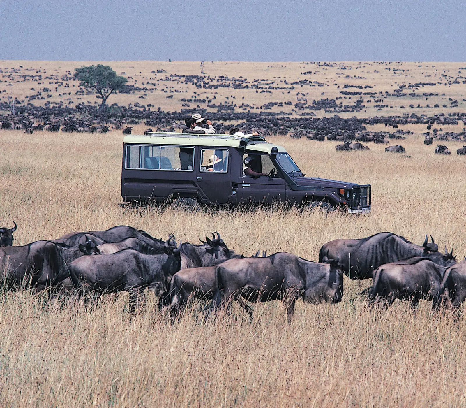 10 Days Serengeti Wildebeest Migration Safari wildlife Attractions