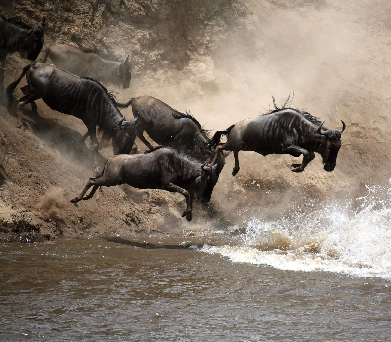 10 Days Serengeti Wildebeest Migration Safari wildlife Attractions
