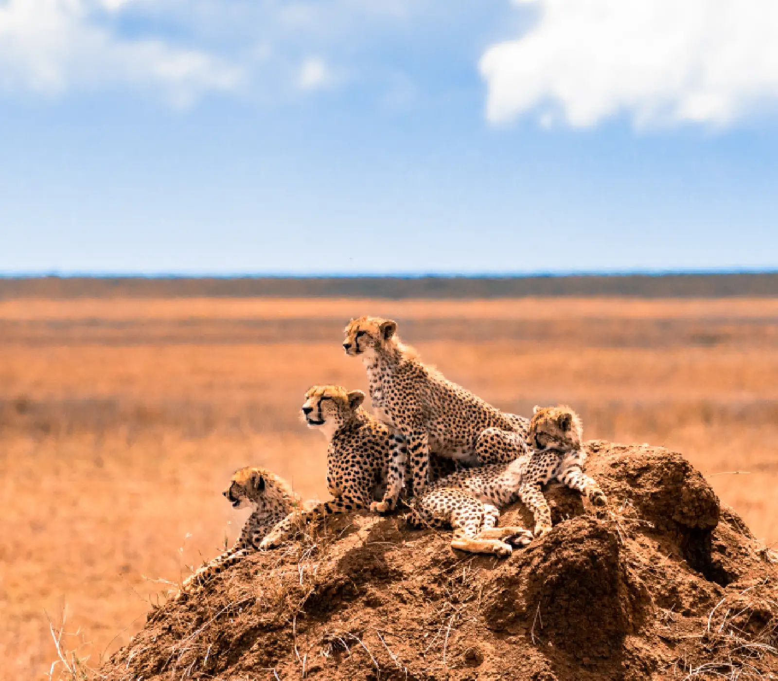 10 Days Serengeti Wildebeest Migration Safari wildlife