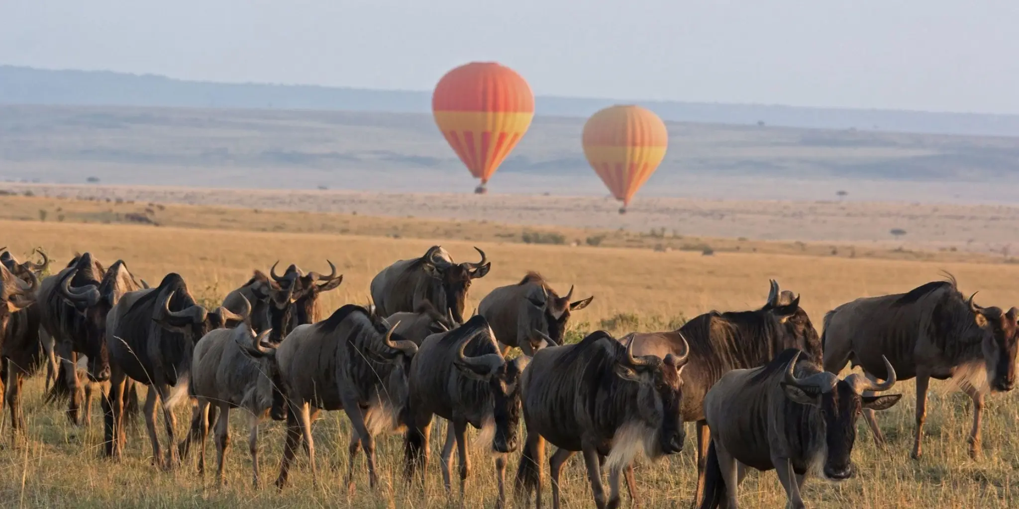 10 Days Serengeti Wildebeest Migration Safari