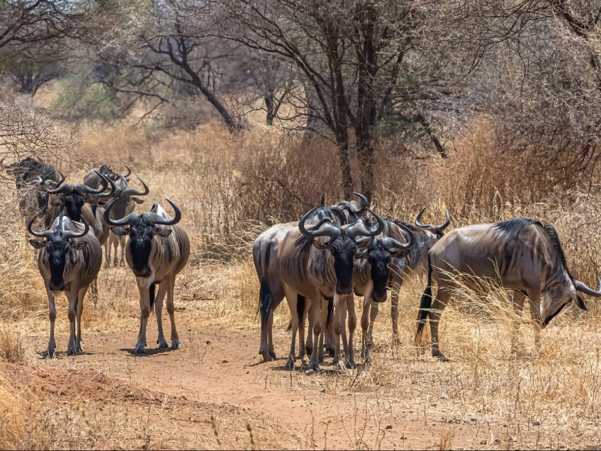 10 Days Serengeti Wildebeest Migration Safari