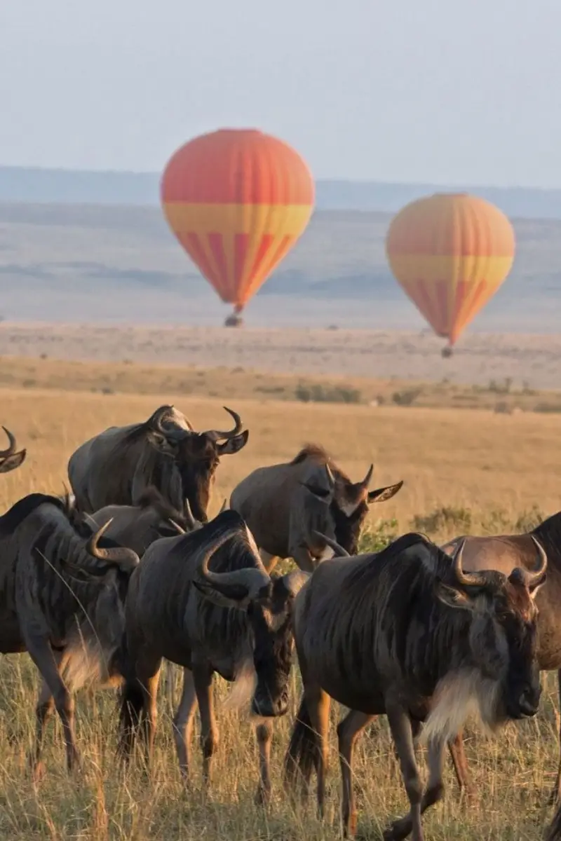10 Days Serengeti Wildebeest Migration Safari