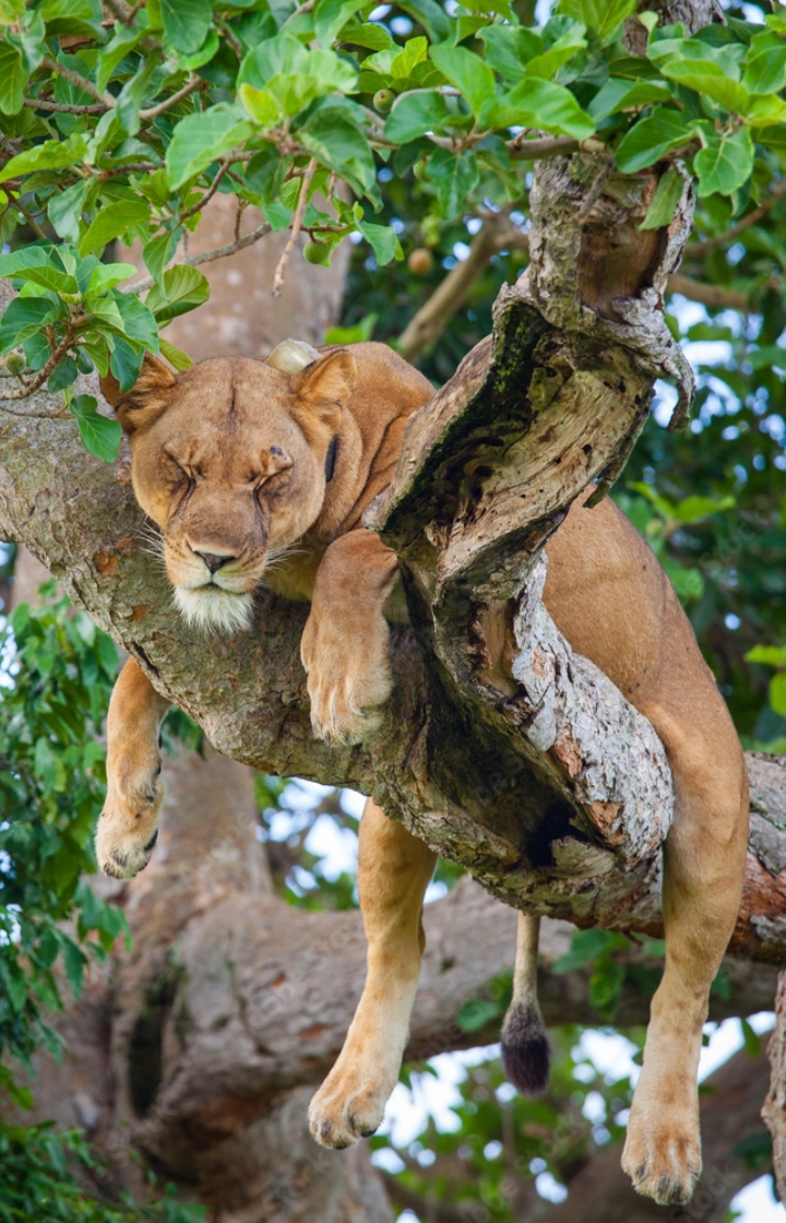 12 Days Best of Uganda Wildlife Safari