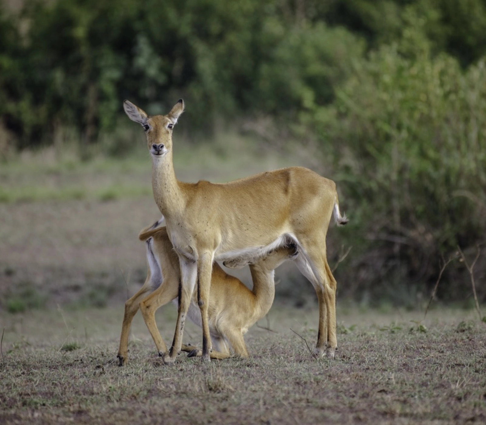 12 Days Best of Uganda Wildlife Safari Attractions