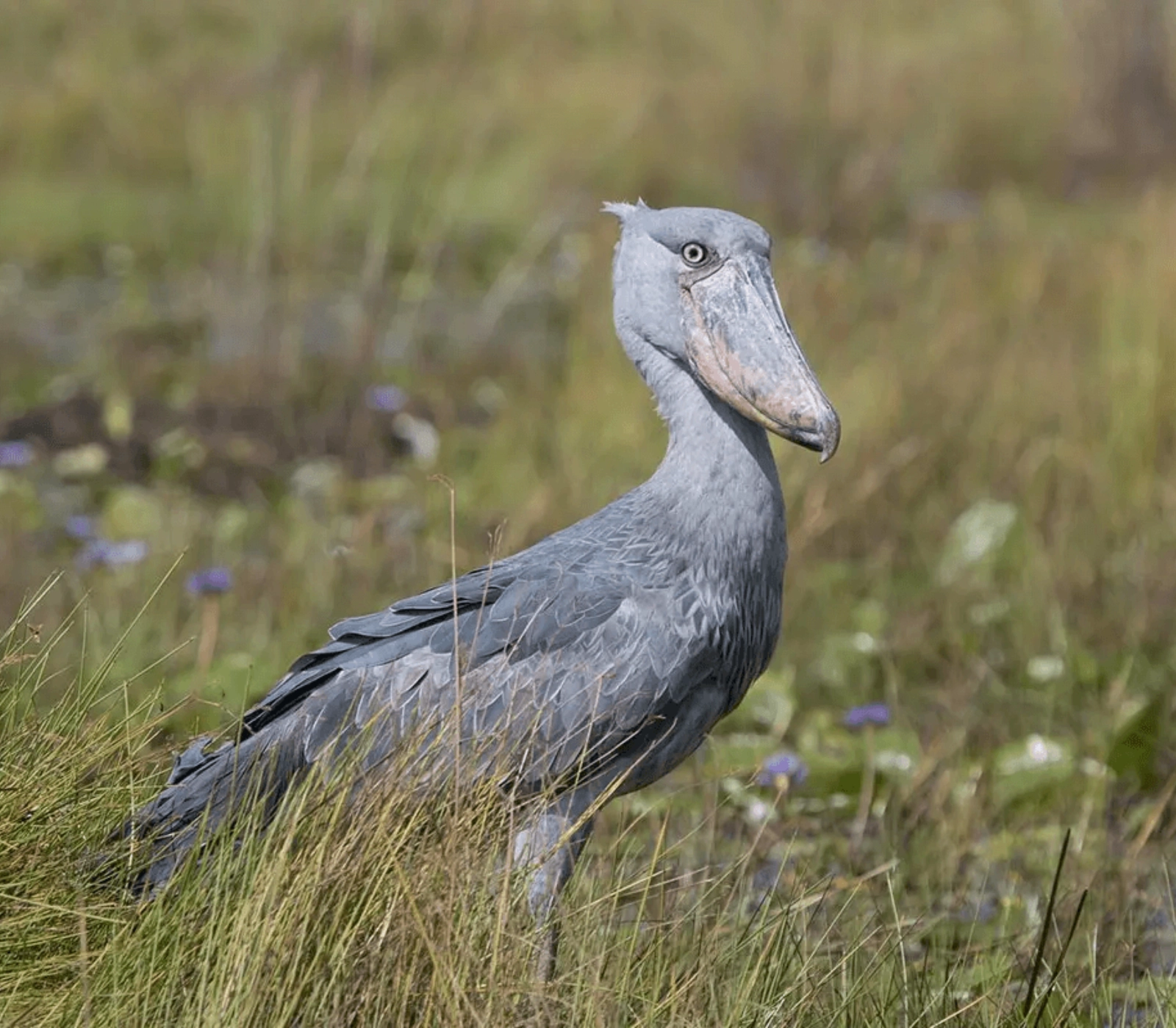 12 Days Best of Uganda Wildlife Safari Attractions