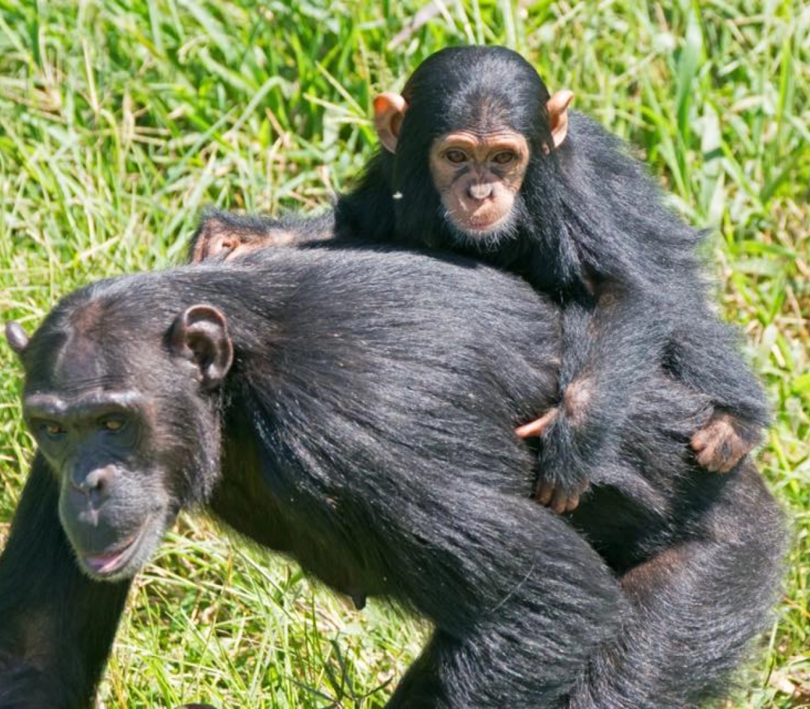 12 Days Best of Uganda Wildlife Safari Attractions