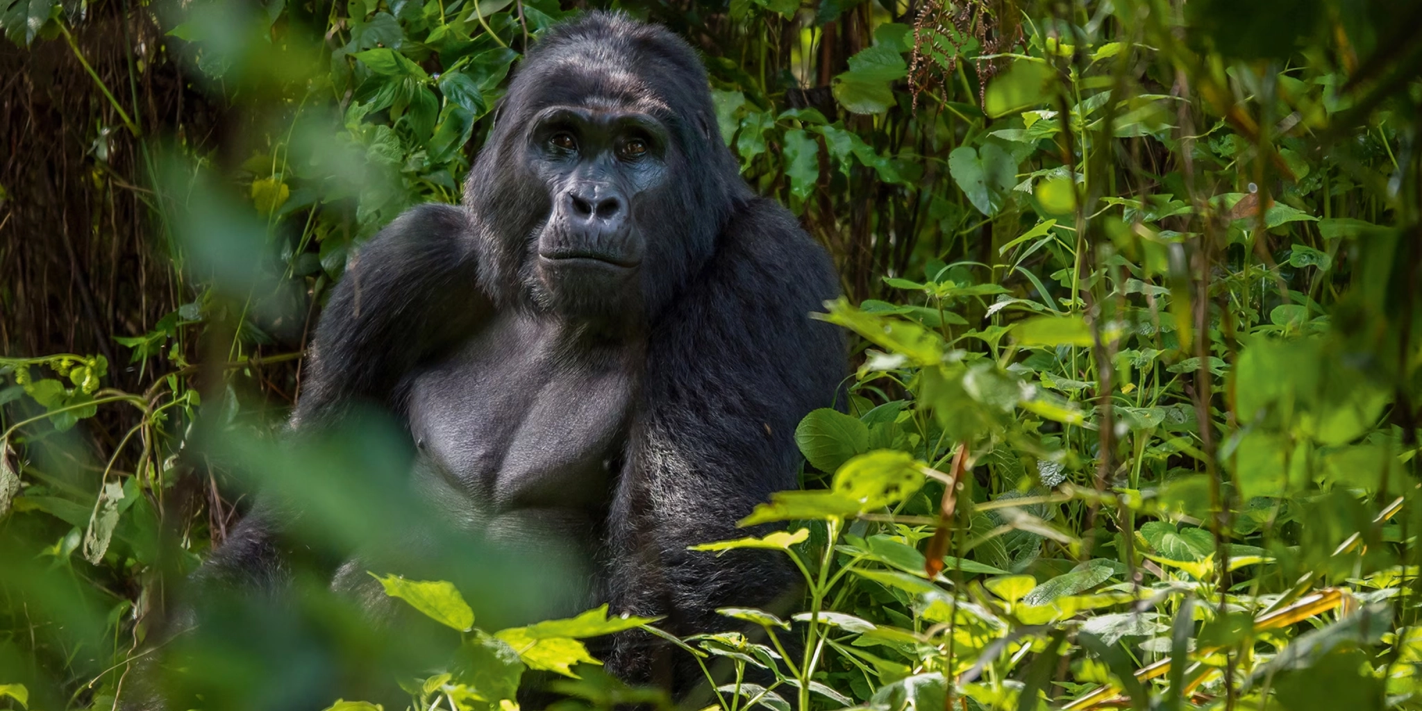 12 Days Best of Uganda Wildlife Safari