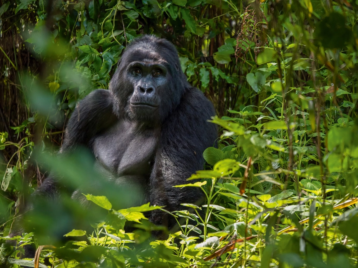 12 Days Best of Uganda Wildlife Safari