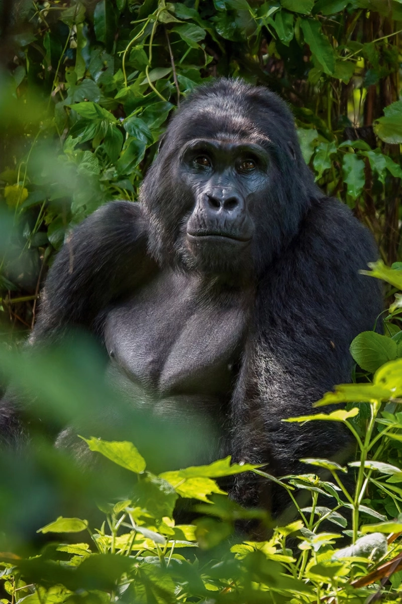 12 Days Best of Uganda Wildlife Safari