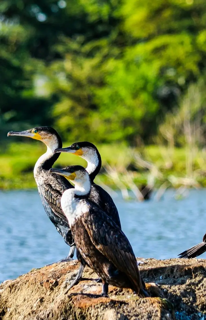 14 Days Kenya Bird-Watching Safari wildlife