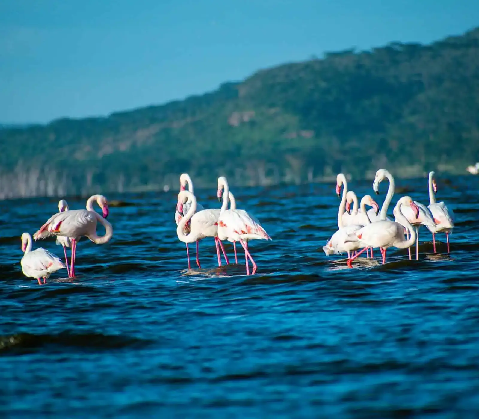 14 Days Kenya Bird-Watching Safari Attractions