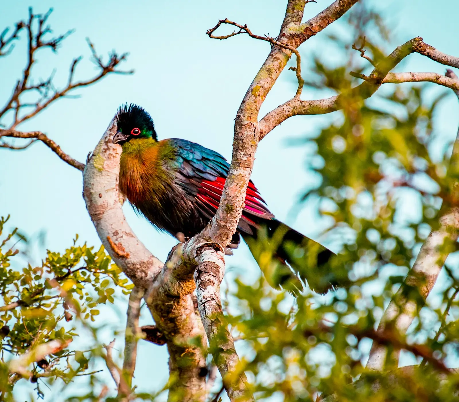 14 Days Kenya Bird-Watching Safari Attractions