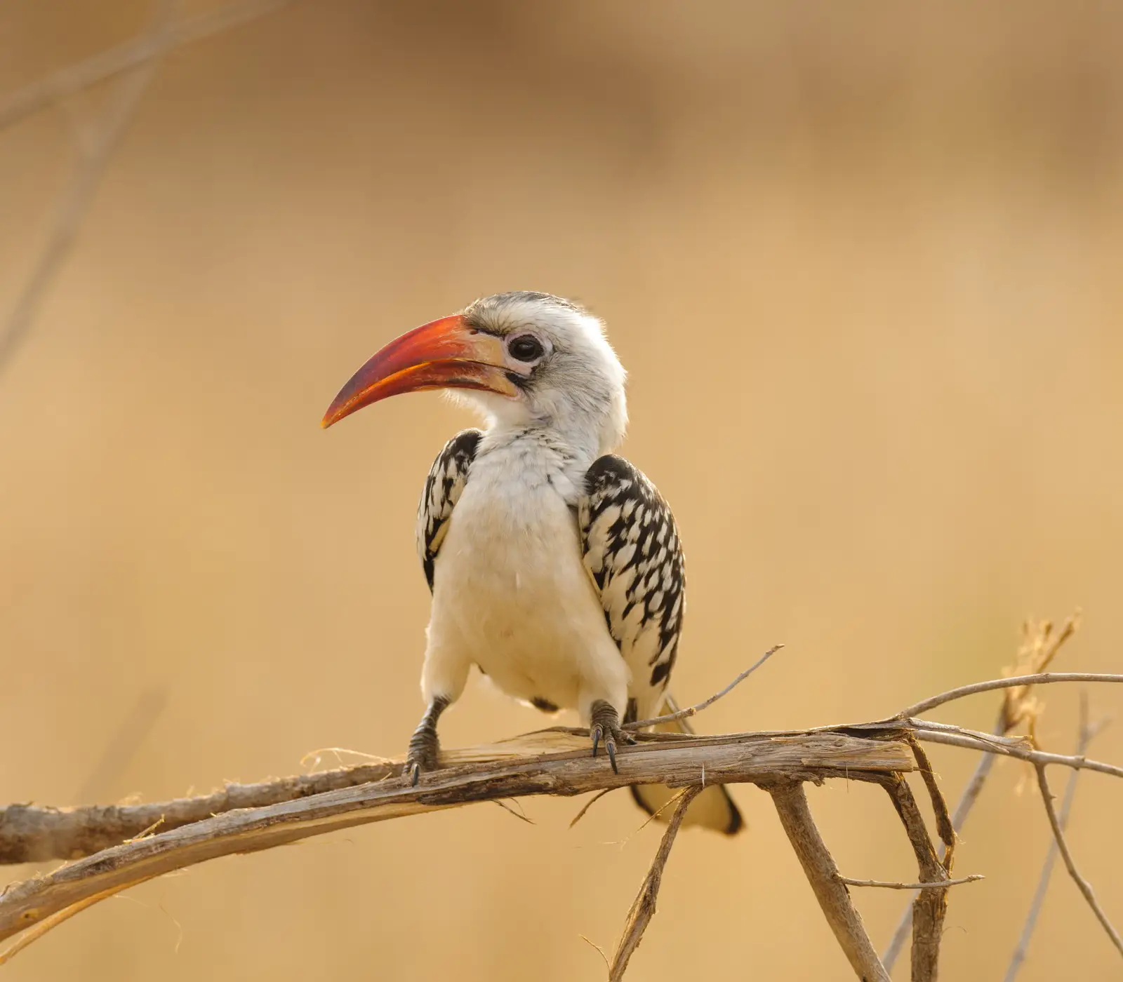 14 Days Kenya Bird-Watching Safari Attractions
