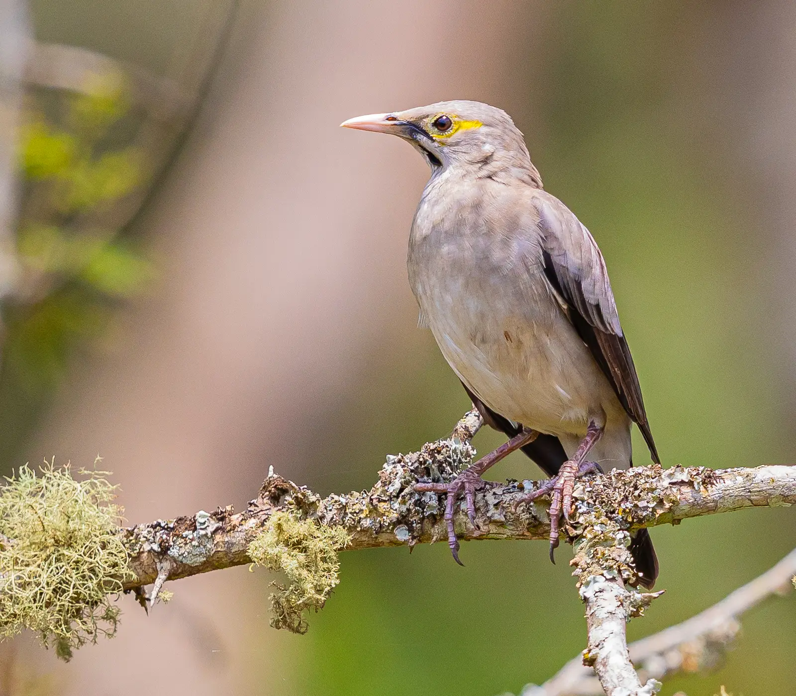 14 Days Kenya Bird-Watching Safari Attractions