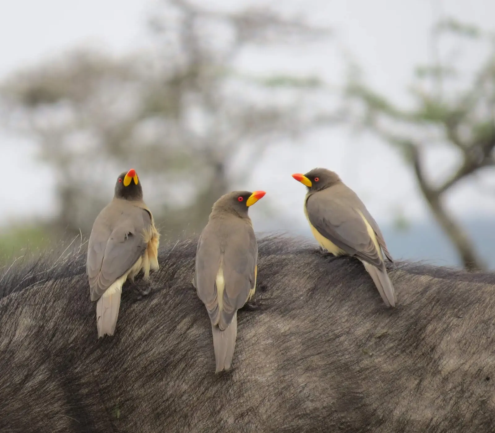 14 Days Kenya Bird-Watching Safari Attractions