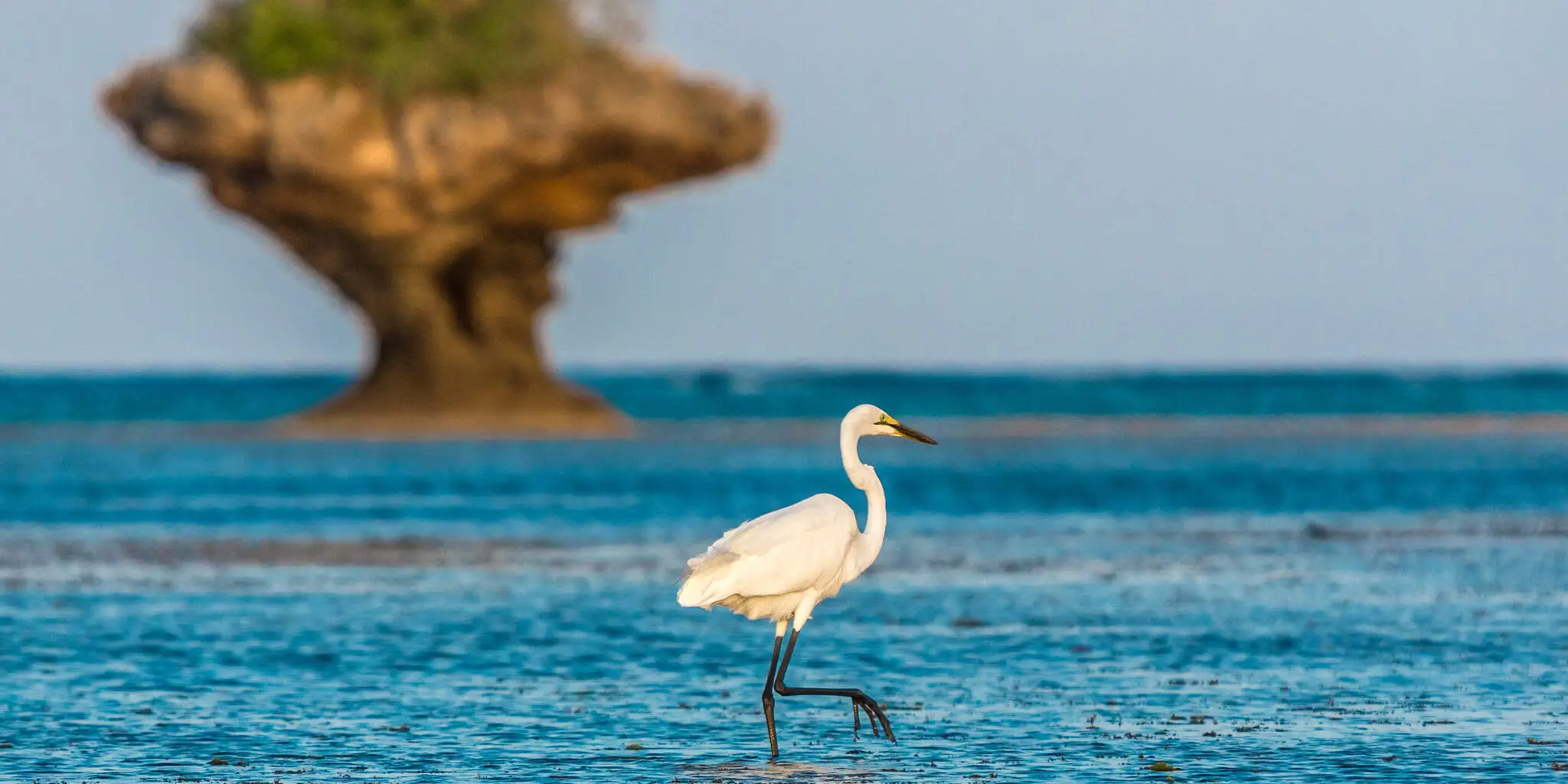 14 Days Kenya Bird-Watching Safari