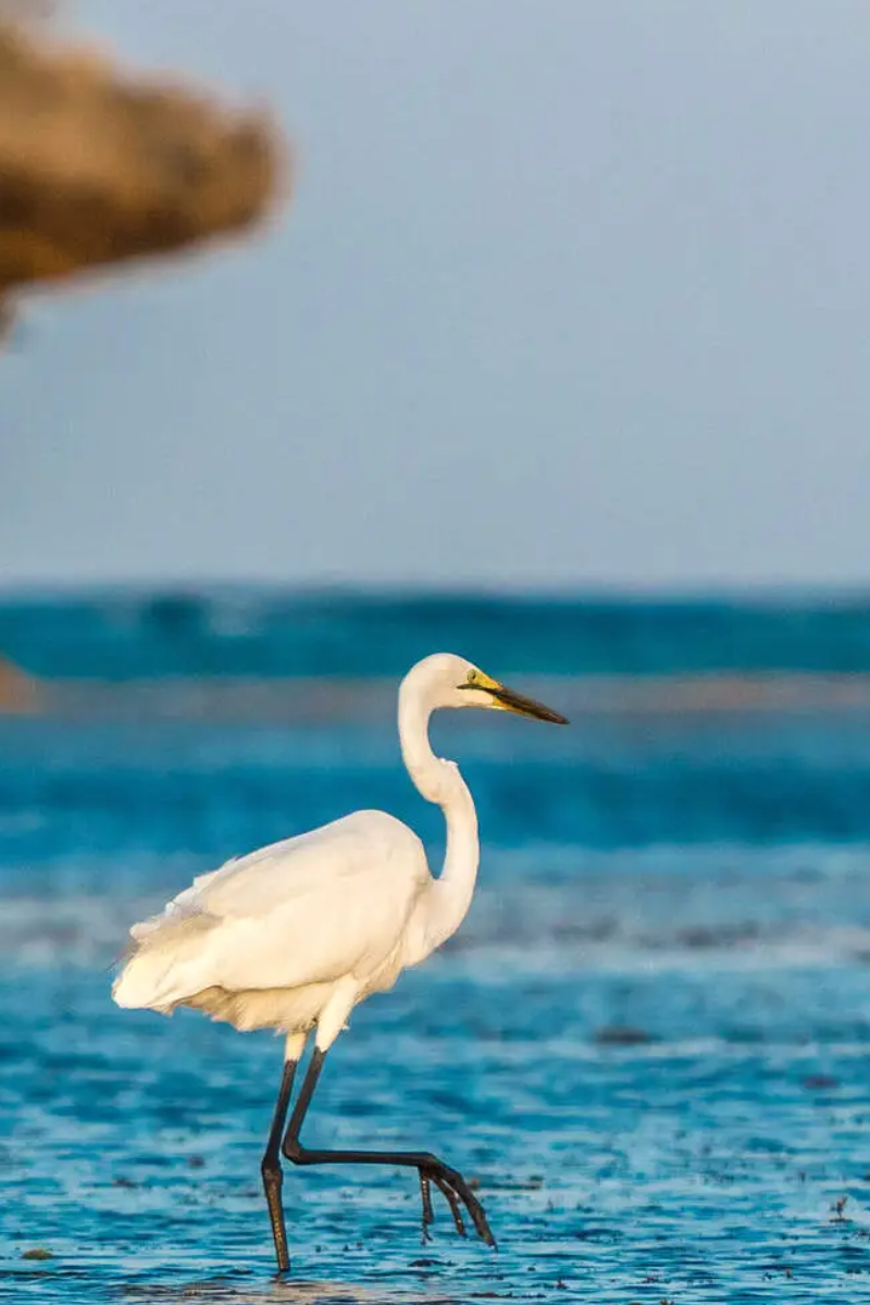 14 Days Kenya Bird-Watching Safari