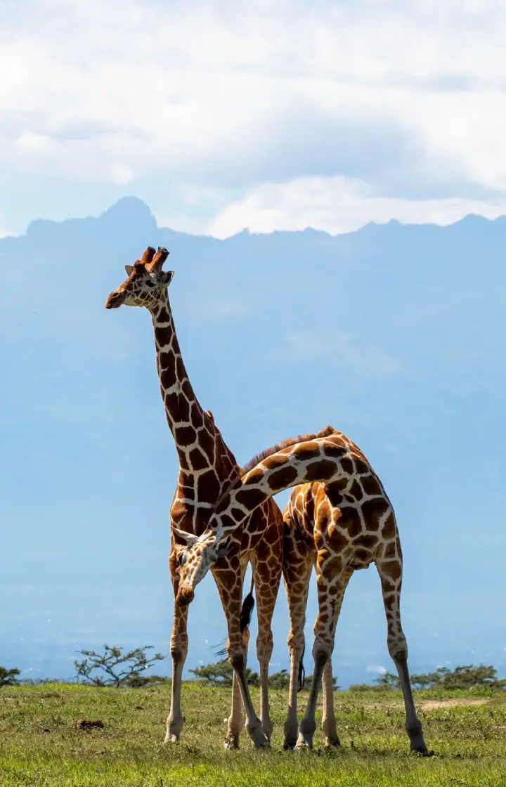 2-Day, 1-Night Ol Pejeta Wildlife Sanctuary Group Safari 