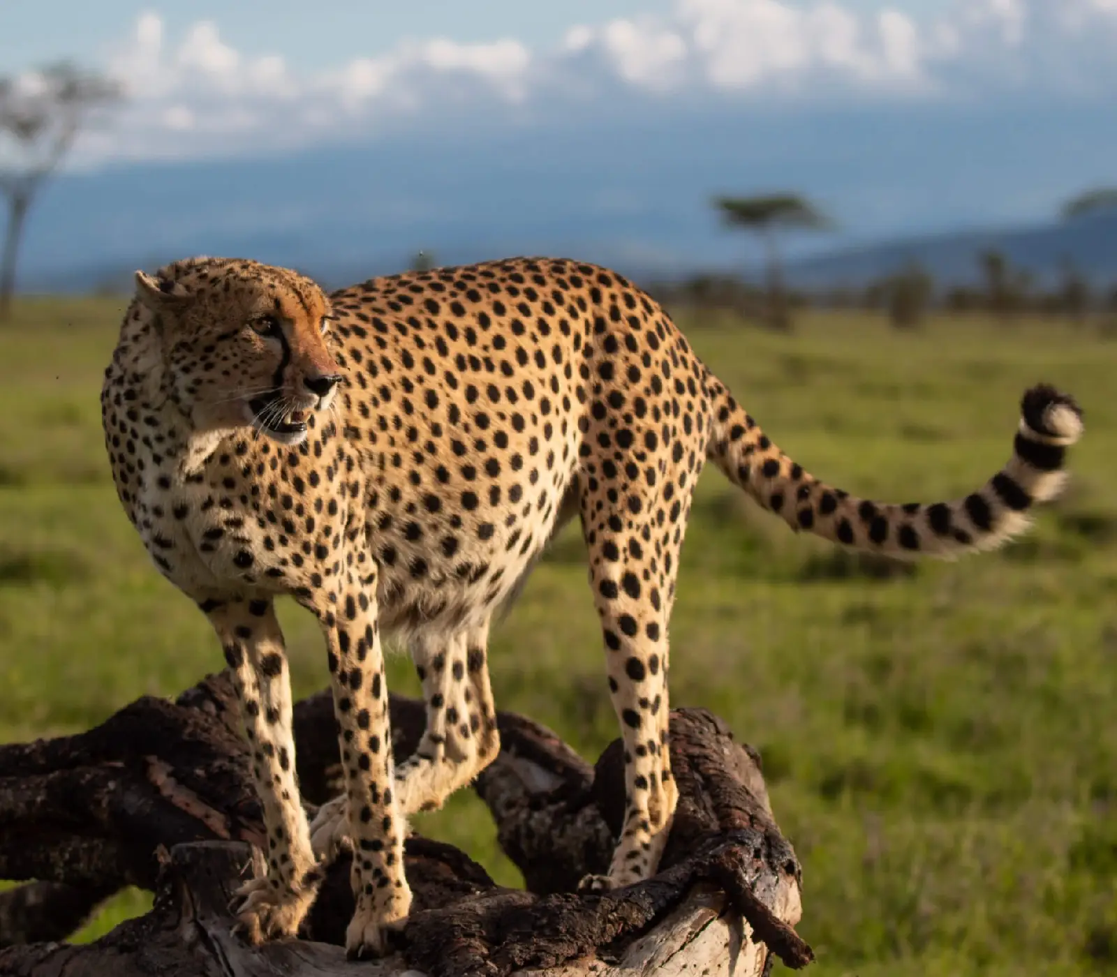 2-Day, 1-Night Ol Pejeta Wildlife Sanctuary Group Safari