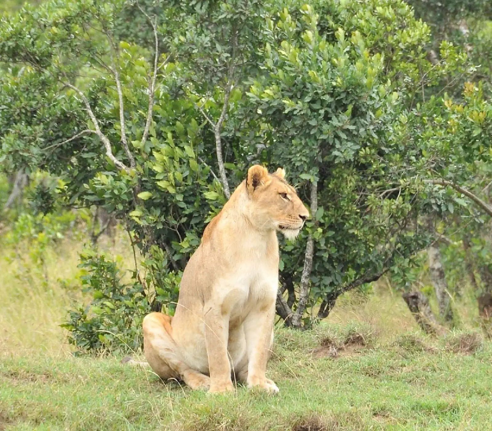 2-Day, 1-Night Ol Pejeta Wildlife Sanctuary Group Safari