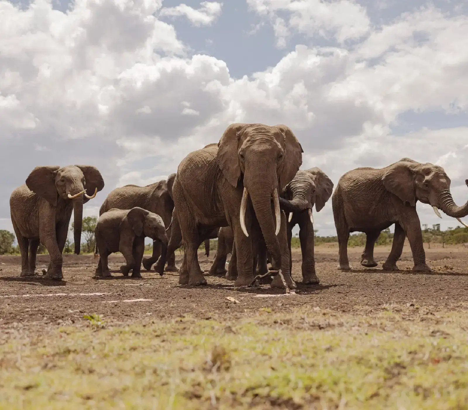 2-Day, 1-Night Ol Pejeta Wildlife Sanctuary Group Safari