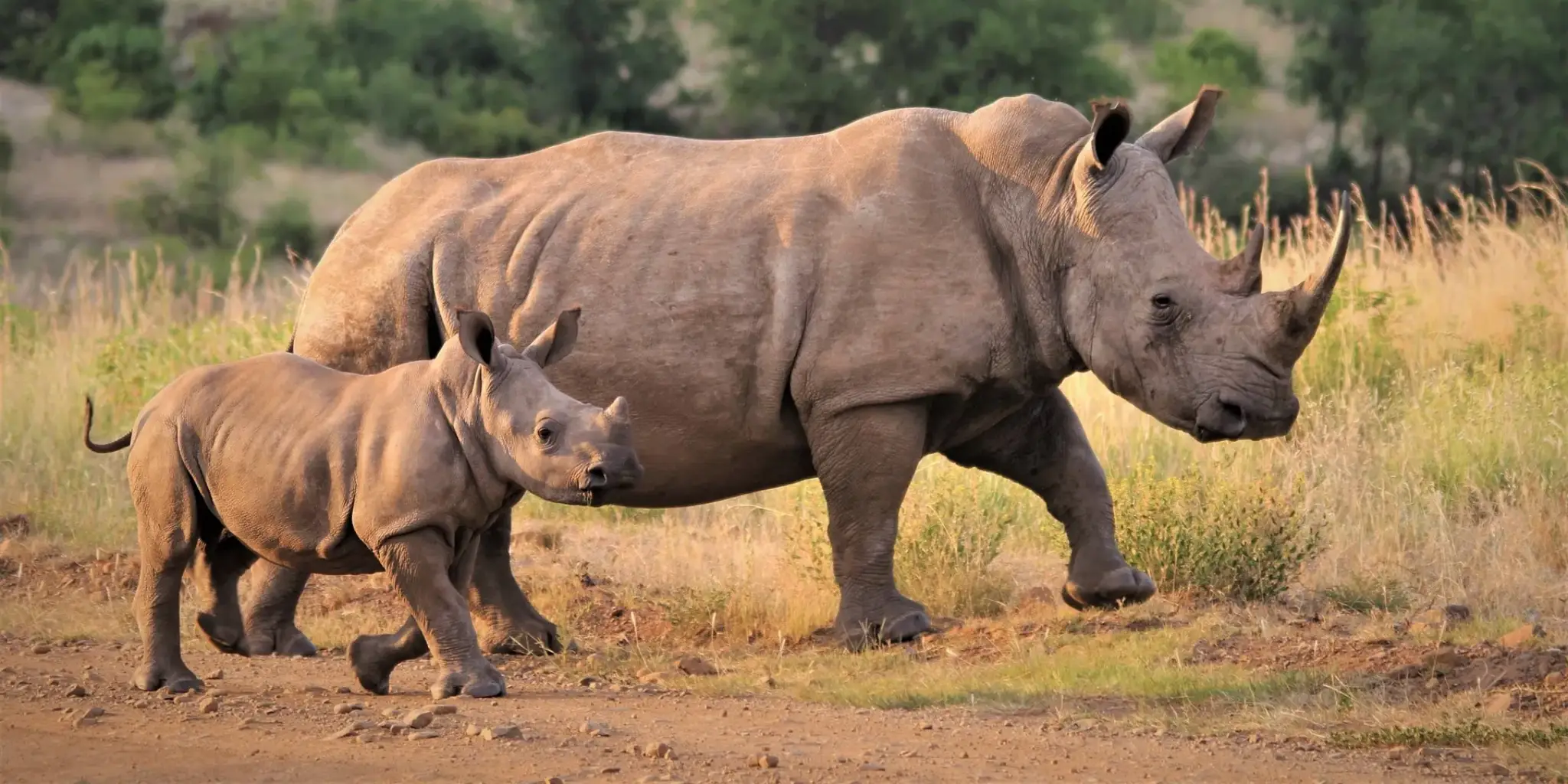 2-Day, 1-Night Ol Pejeta Wildlife Sanctuary Group Safari