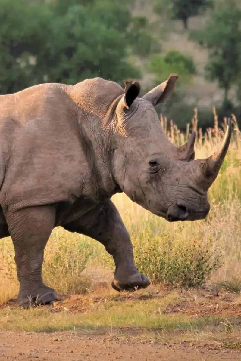 2-Day, 1-Night Ol Pejeta Wildlife Sanctuary Group Safari