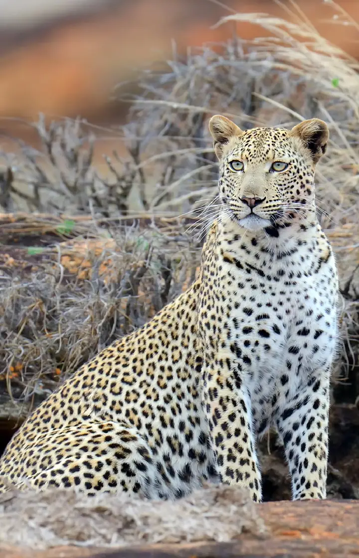 2-Day, 1-Night Tsavo East & West Safari 