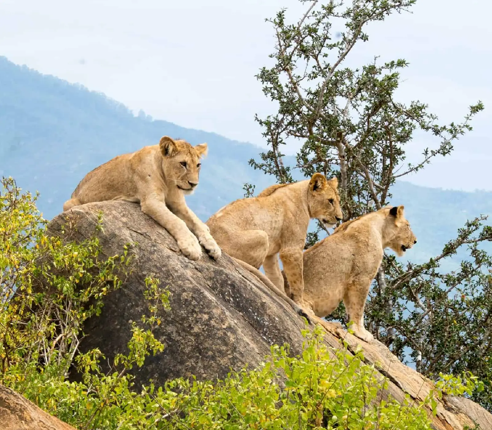 2-Day, 1-Night Tsavo East & West Safari