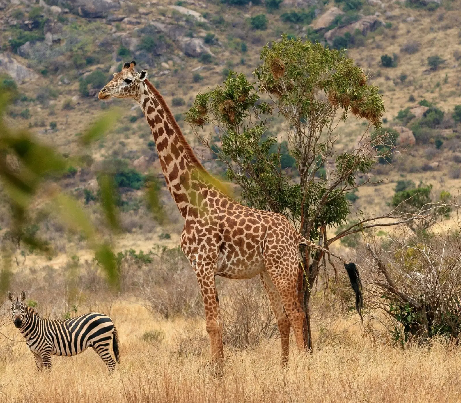 2-Day, 1-Night Tsavo East & West Safari