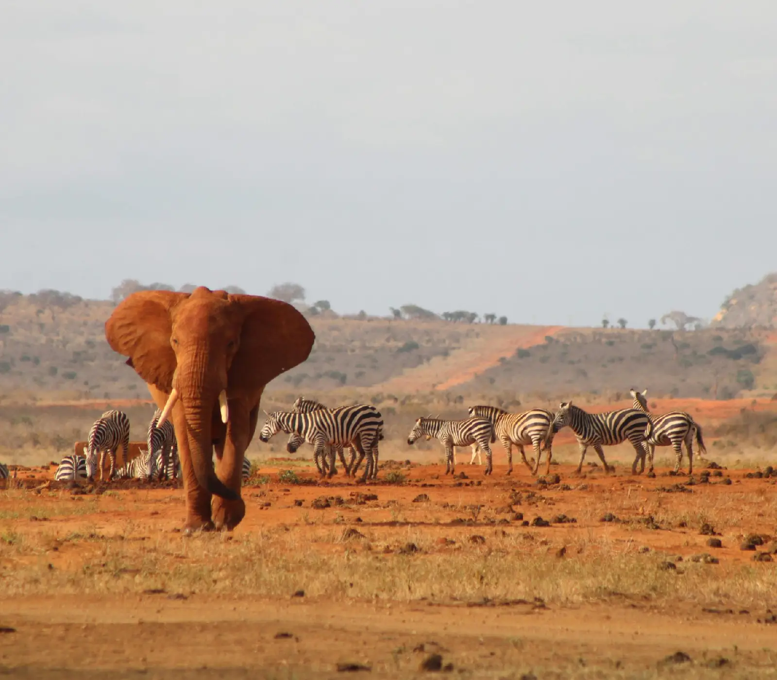 2-Day, 1-Night Tsavo East & West Safari