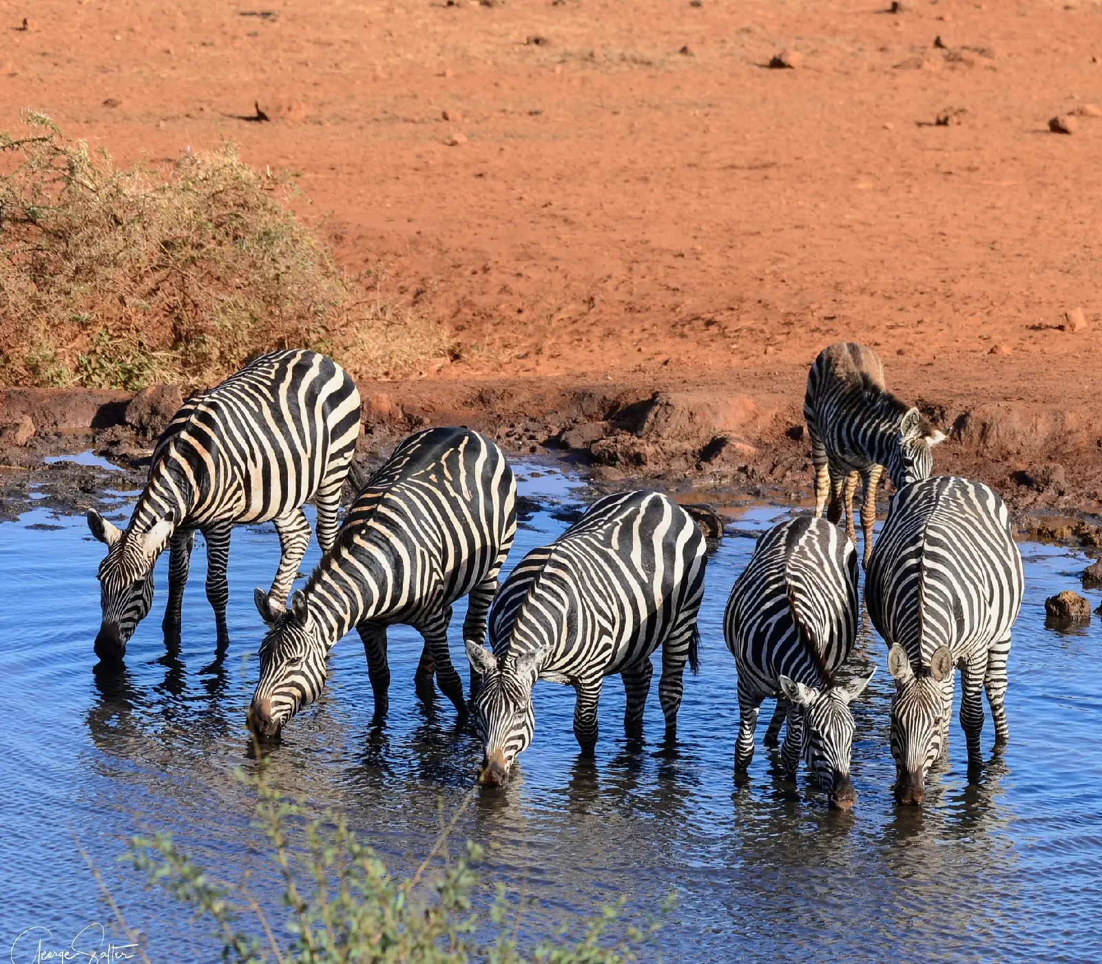 2-Day, 1-Night Tsavo East & West Safari