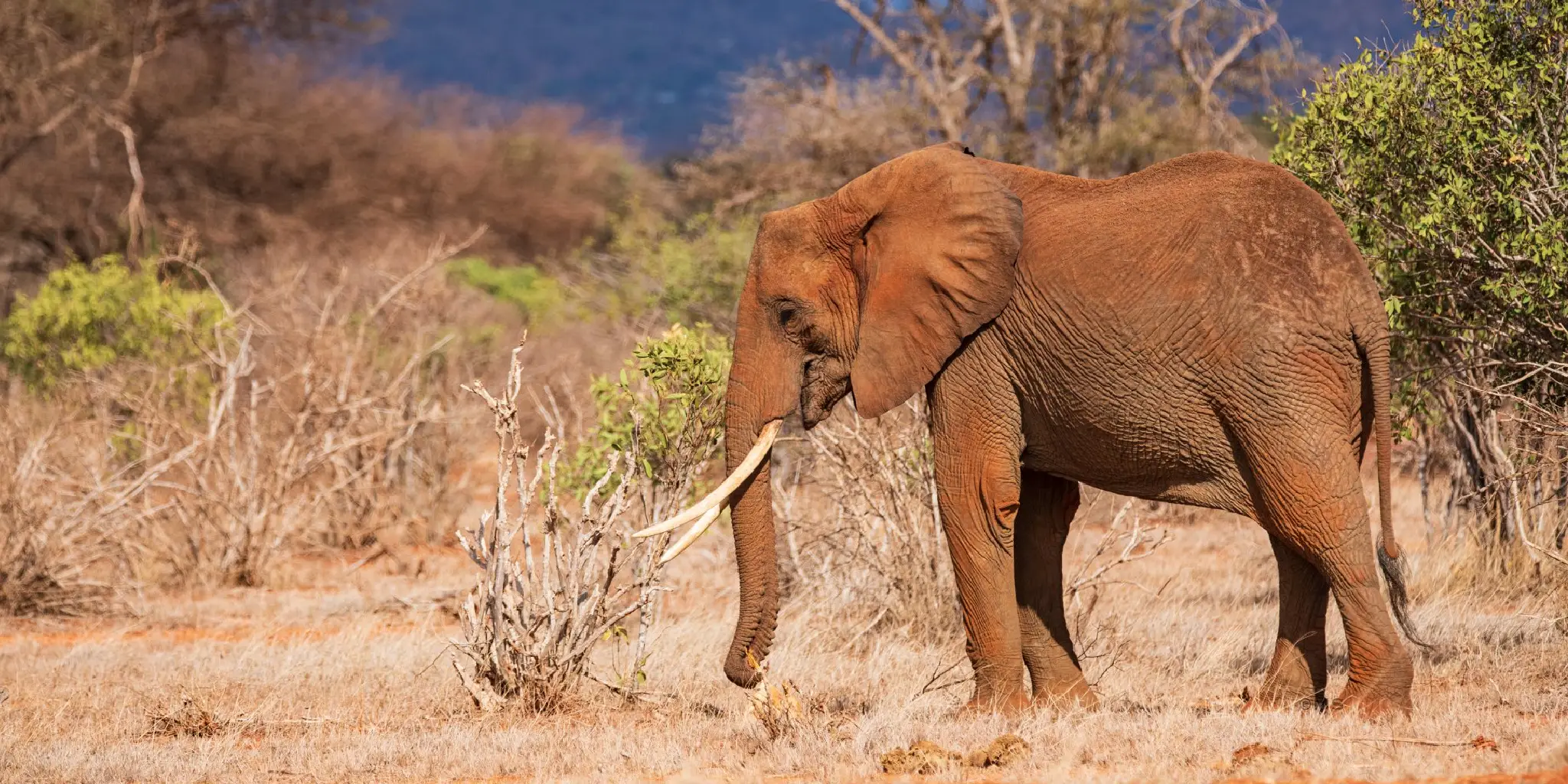 2-Day, 1-Night Tsavo East & West Safari