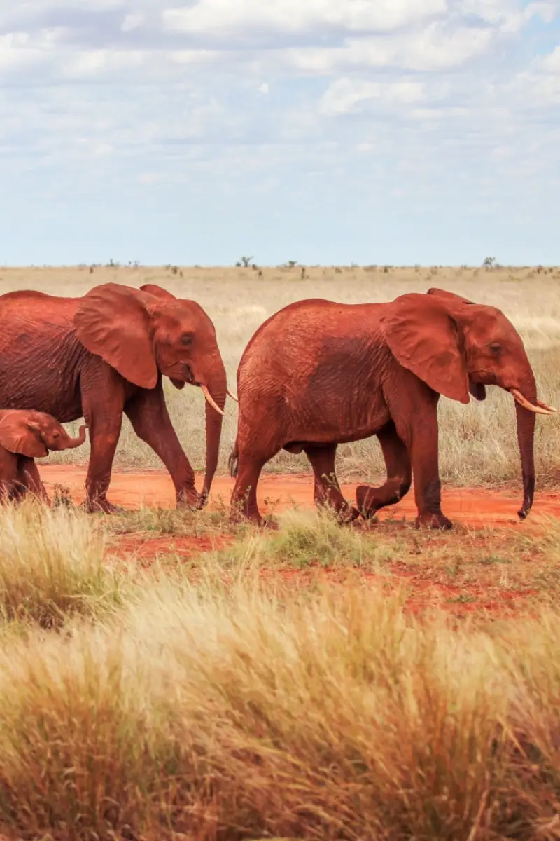 2-Day, 1-Night Tsavo East & West Safari