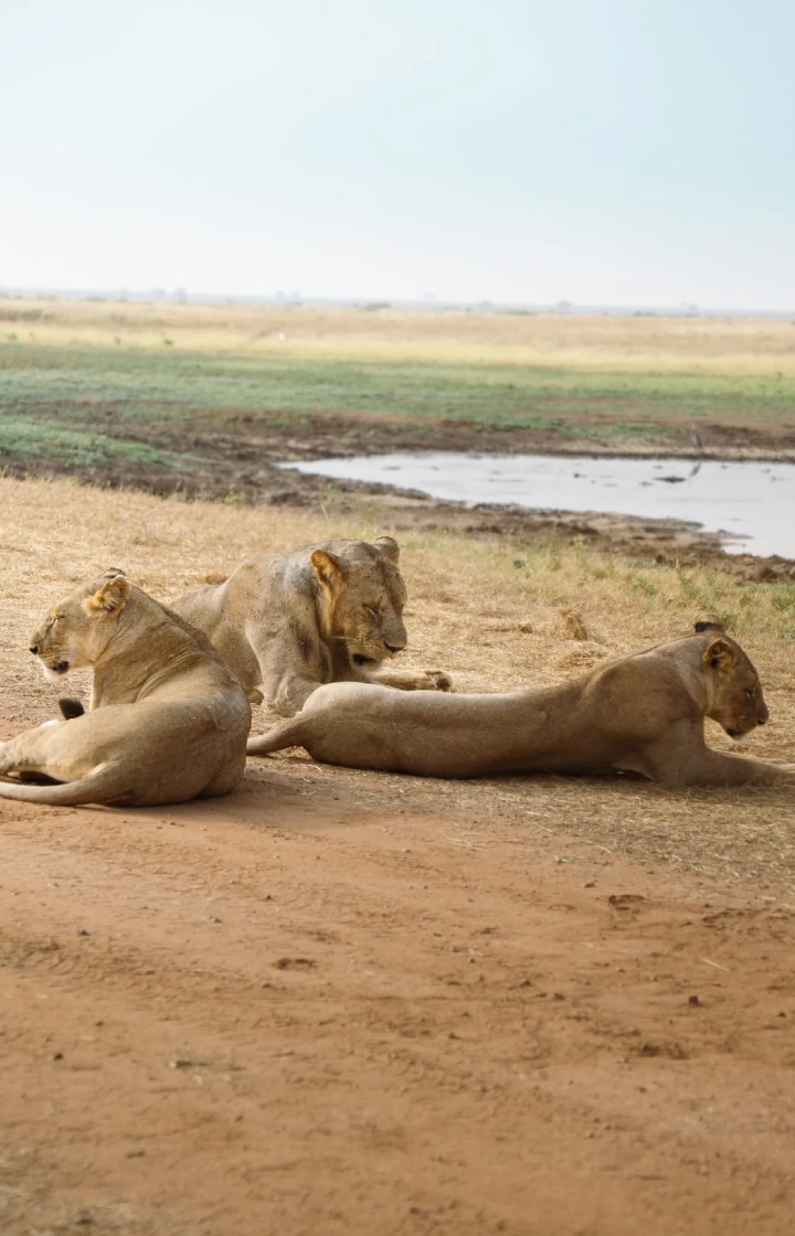 2-Day, 1-Night Tsavo East National Park Safari wildlife
