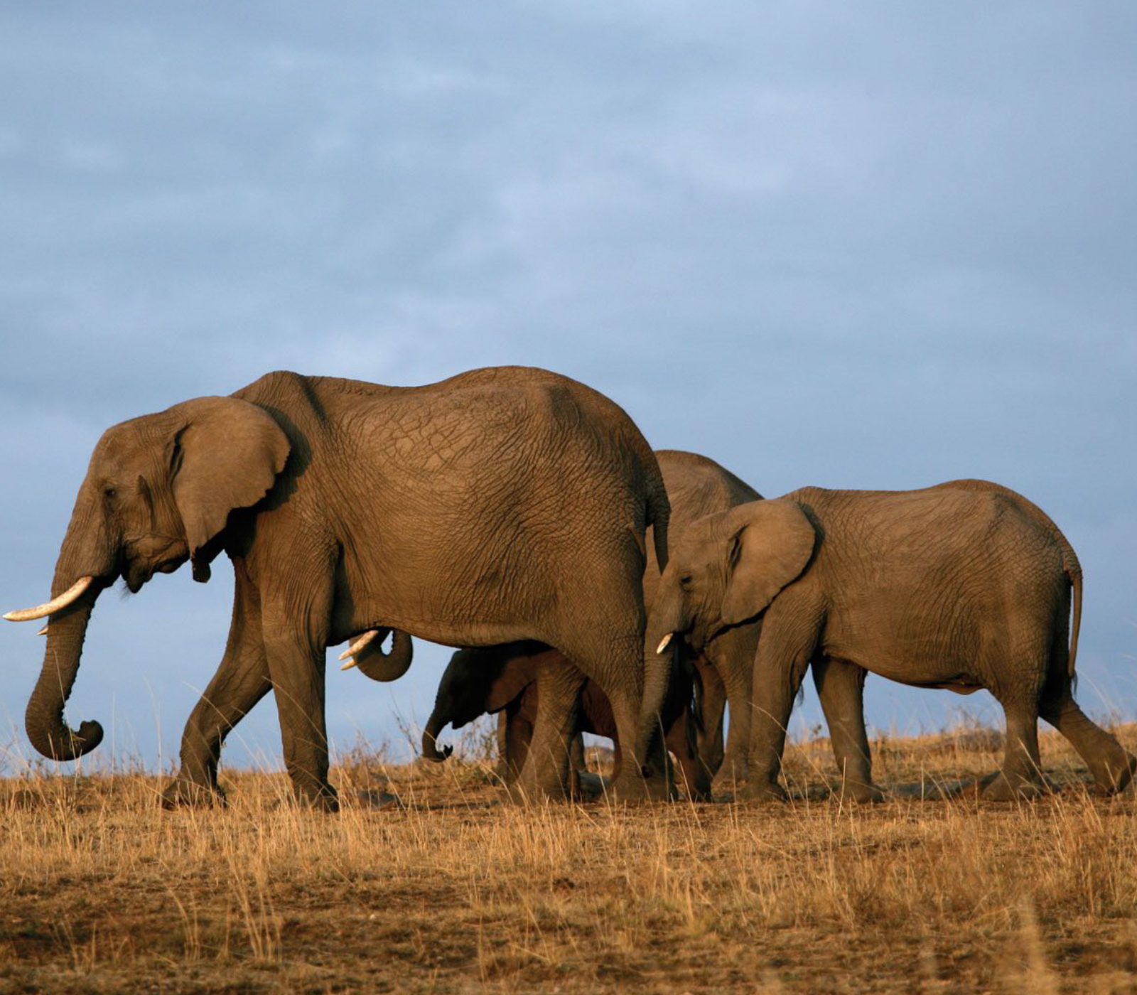 2-Day, 1-Night Tsavo East National Park Safari Attractions