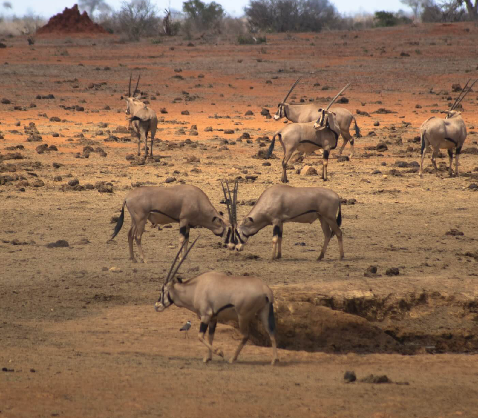 2-Day, 1-Night Tsavo East National Park Safari Attractions