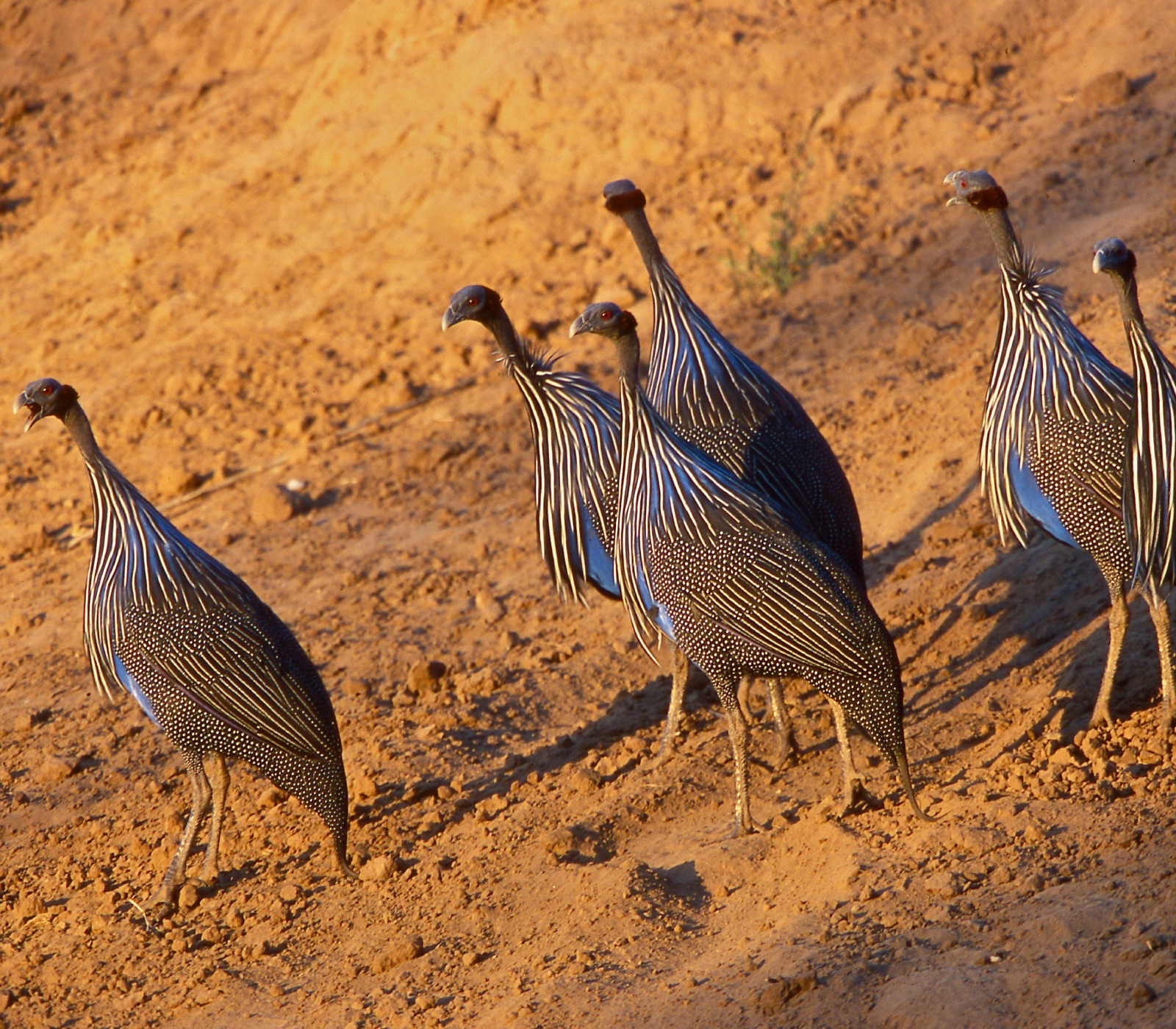 2-Day, 1-Night Tsavo East National Park Safari Attractions