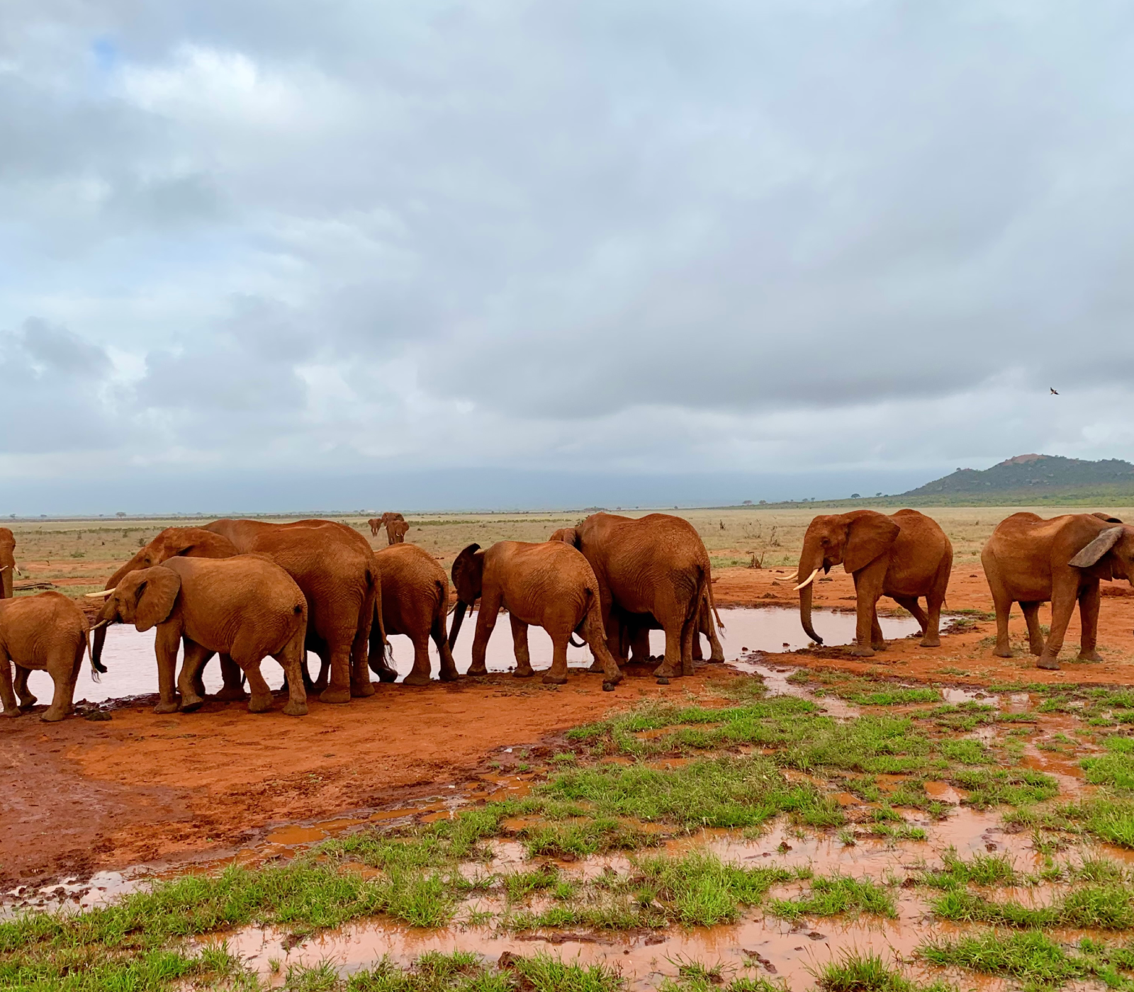 2-Day, 1-Night Tsavo East National Park Safari Attractions